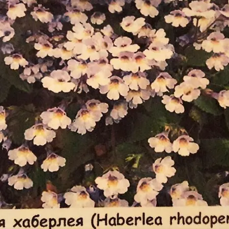 Guest house Етнокомплекс Койчеви