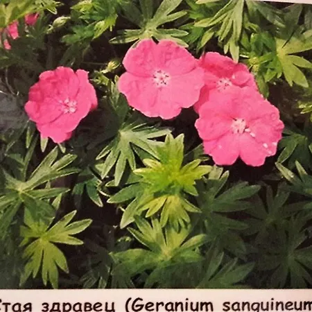 Guest house Етнокомплекс Койчеви *